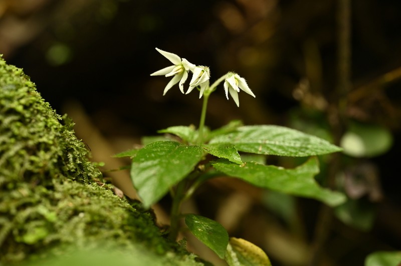 Argostemma solaniflorum photo 7