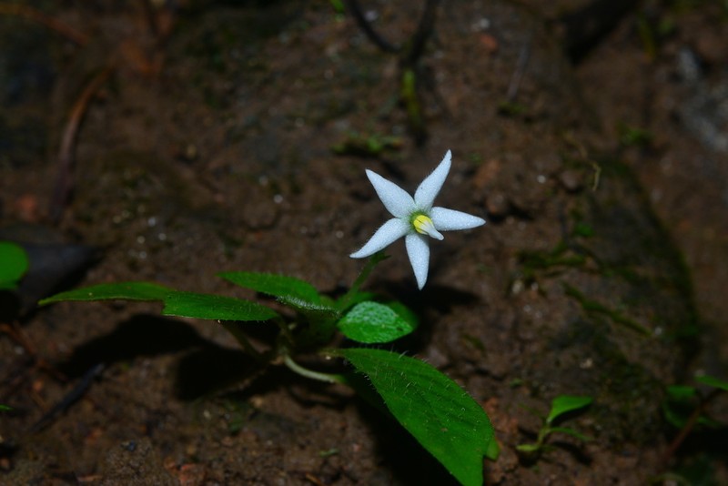 Argostemma solaniflorum photo 8