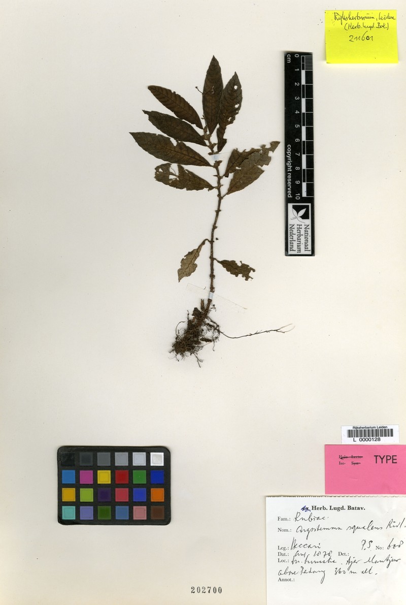 Argostemma squalens