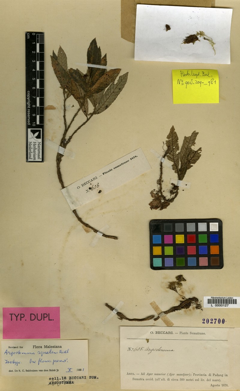 Argostemma squalens photo 2