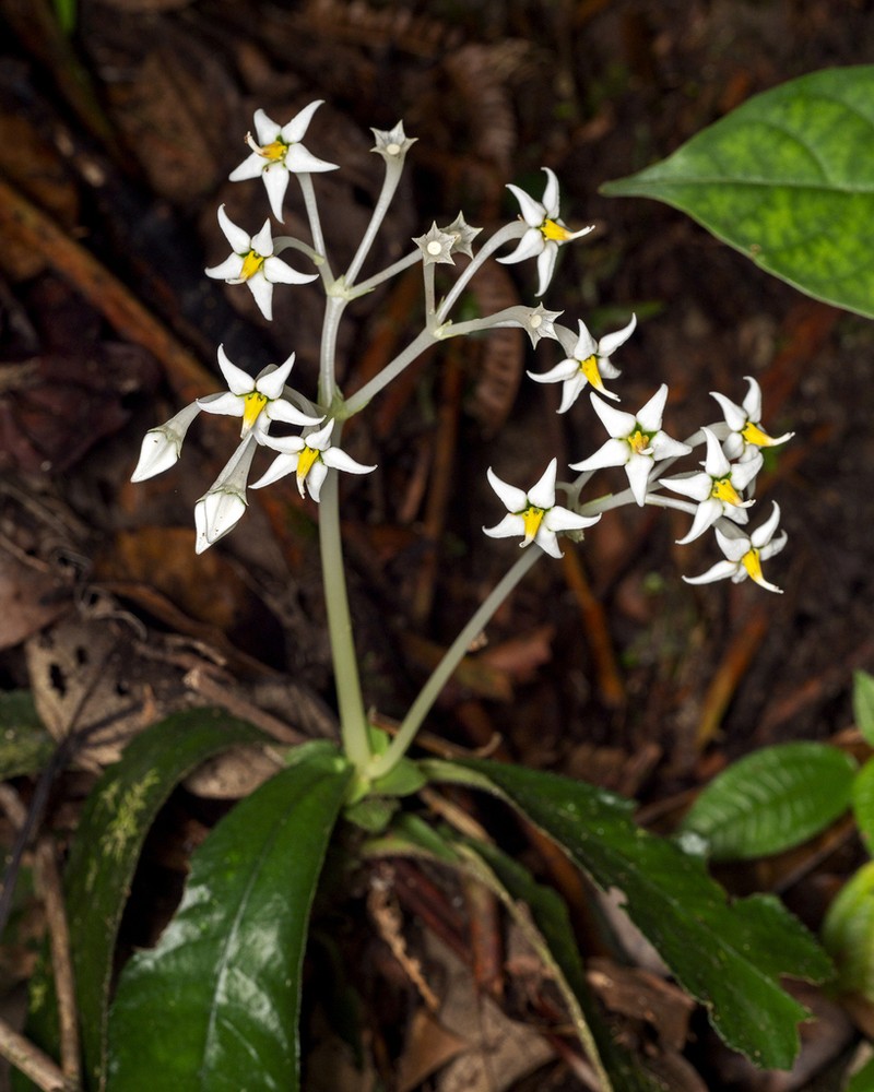 Argostemma subcrassum