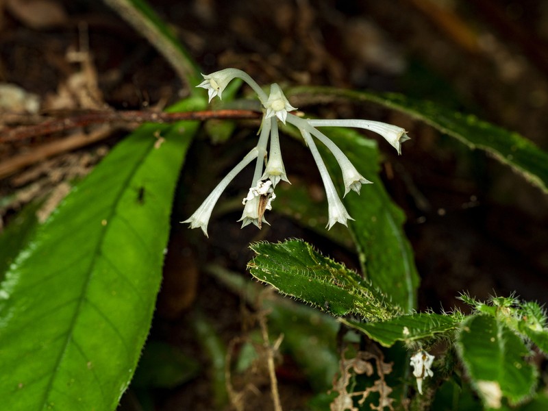 Argostemma subcrassum photo 4