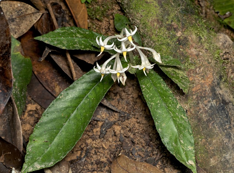 Argostemma subcrassum photo 5