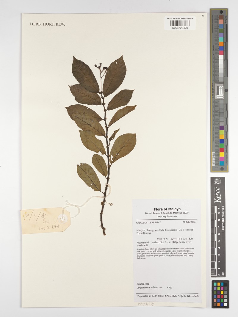 Argostemma subcrassum photo 6