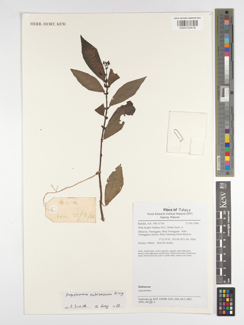 Argostemma subcrassum photo 7