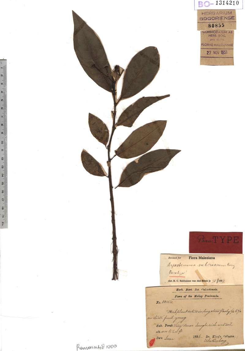 Argostemma subcrassum