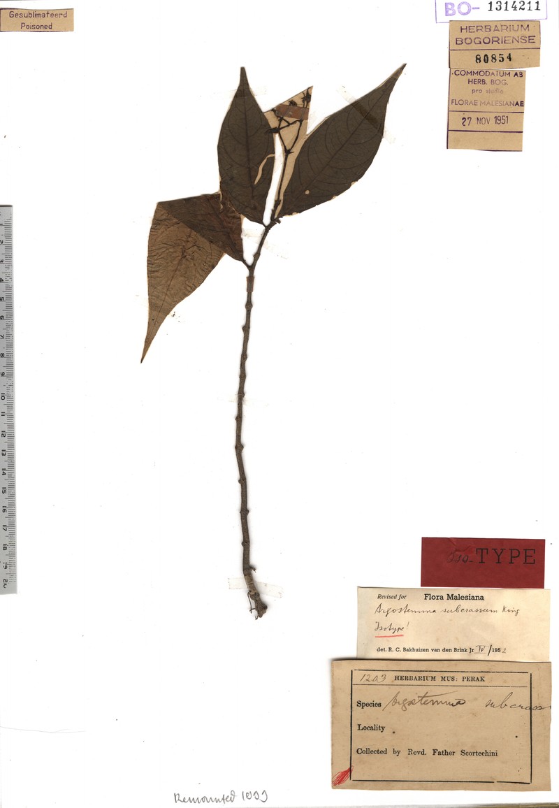 Argostemma subcrassum photo 2