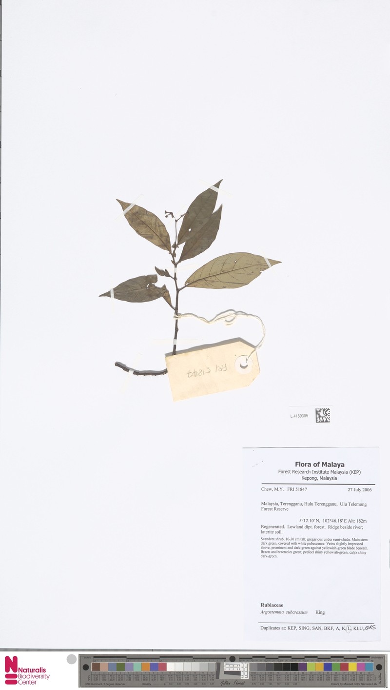 Argostemma subcrassum photo 3