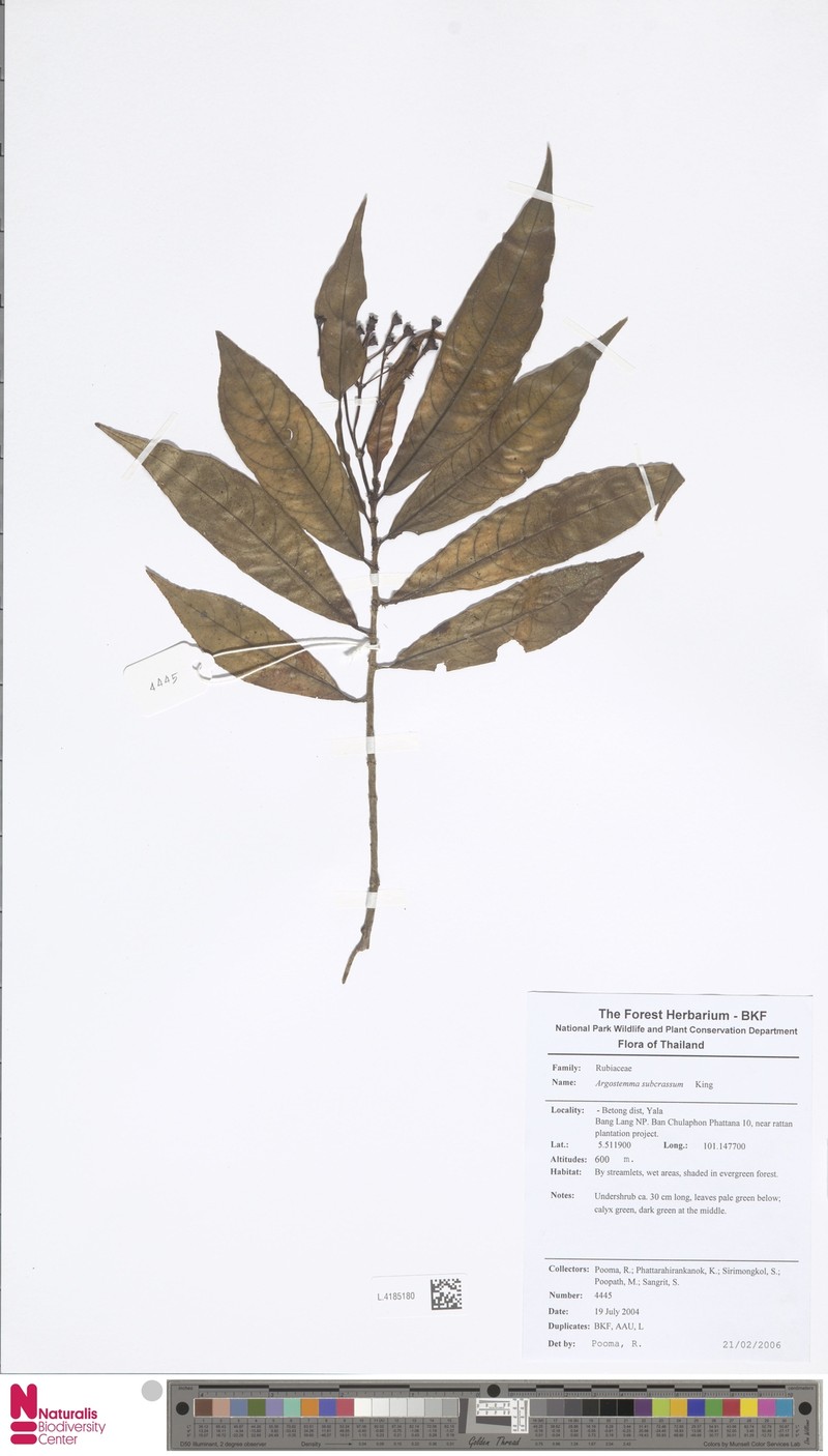 Argostemma subcrassum photo 4