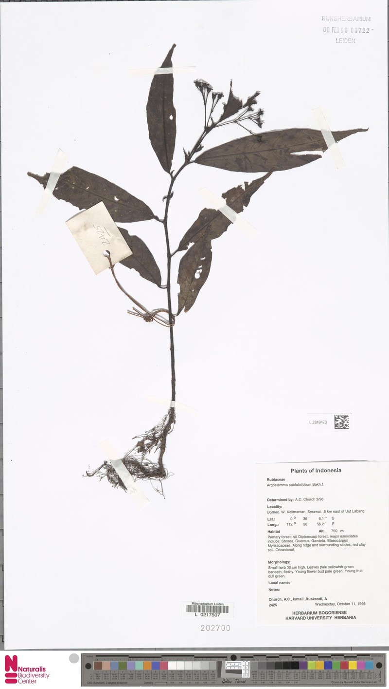 Argostemma subfalcifolium