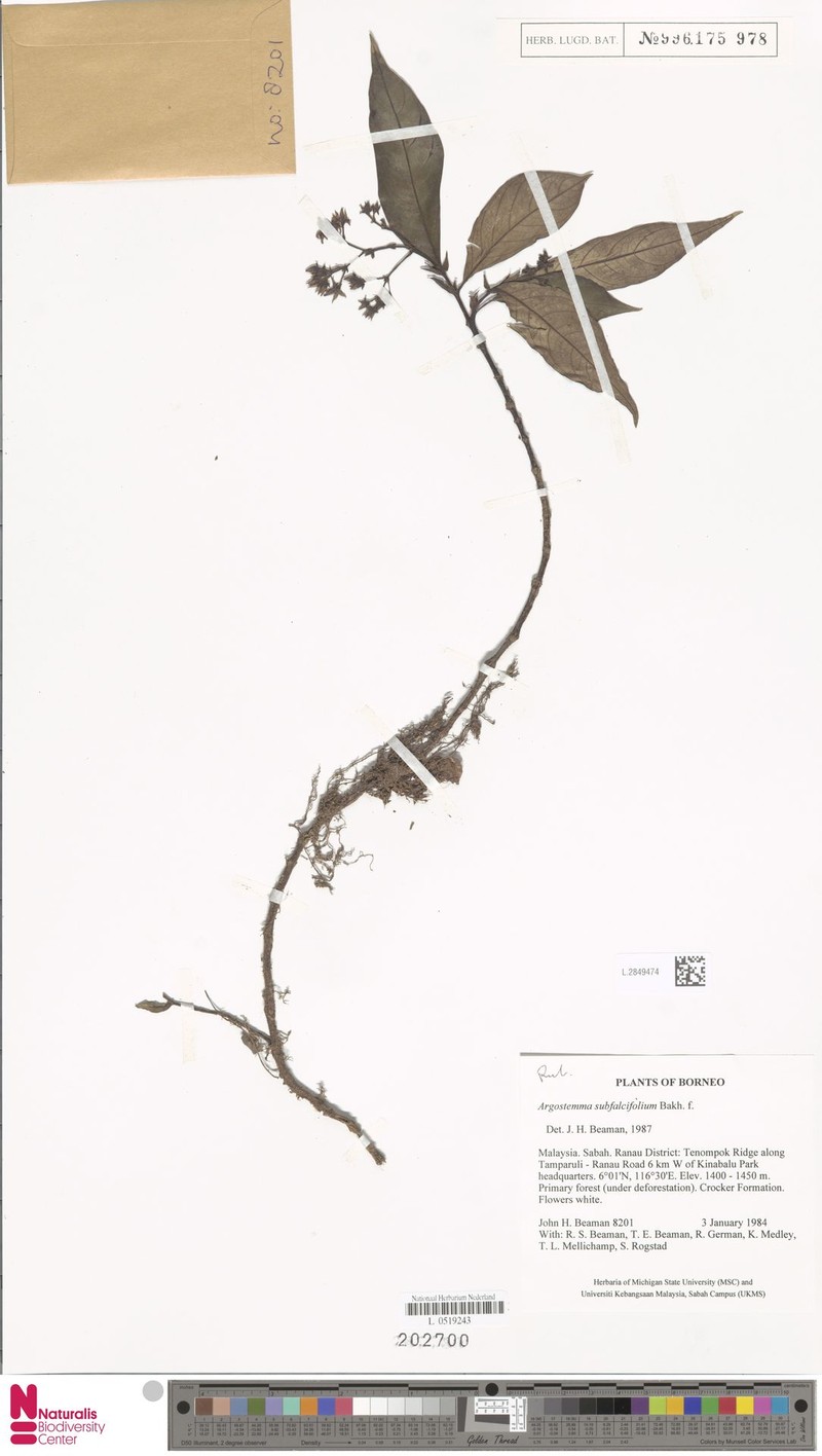 Argostemma subfalcifolium photo 2