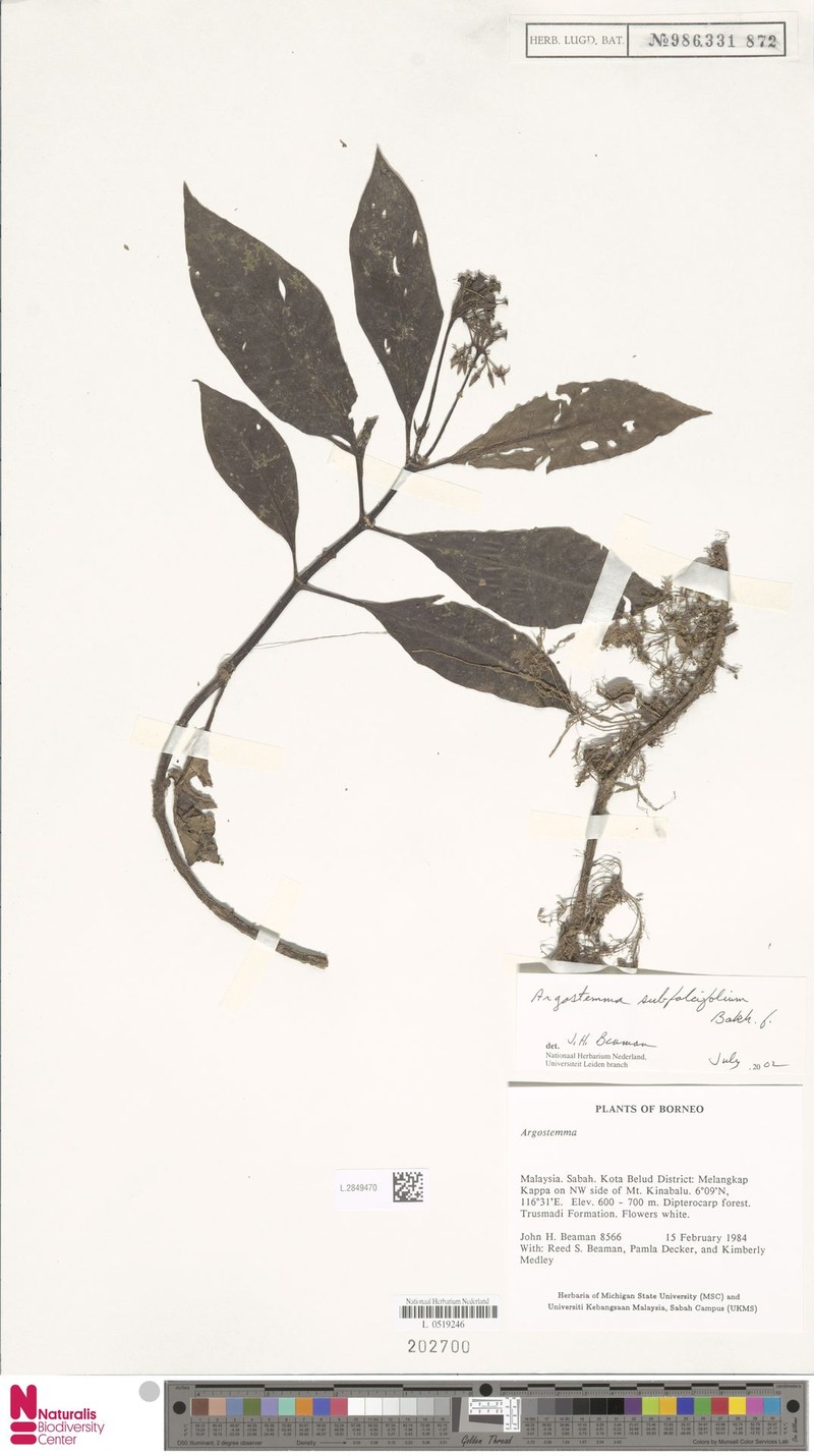 Argostemma subfalcifolium photo 3