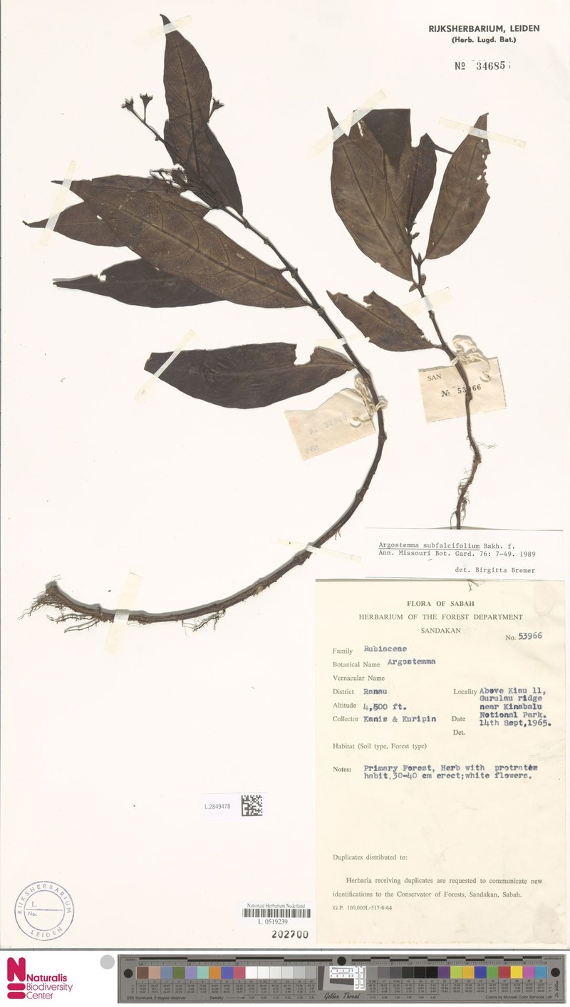 Argostemma subfalcifolium photo 4