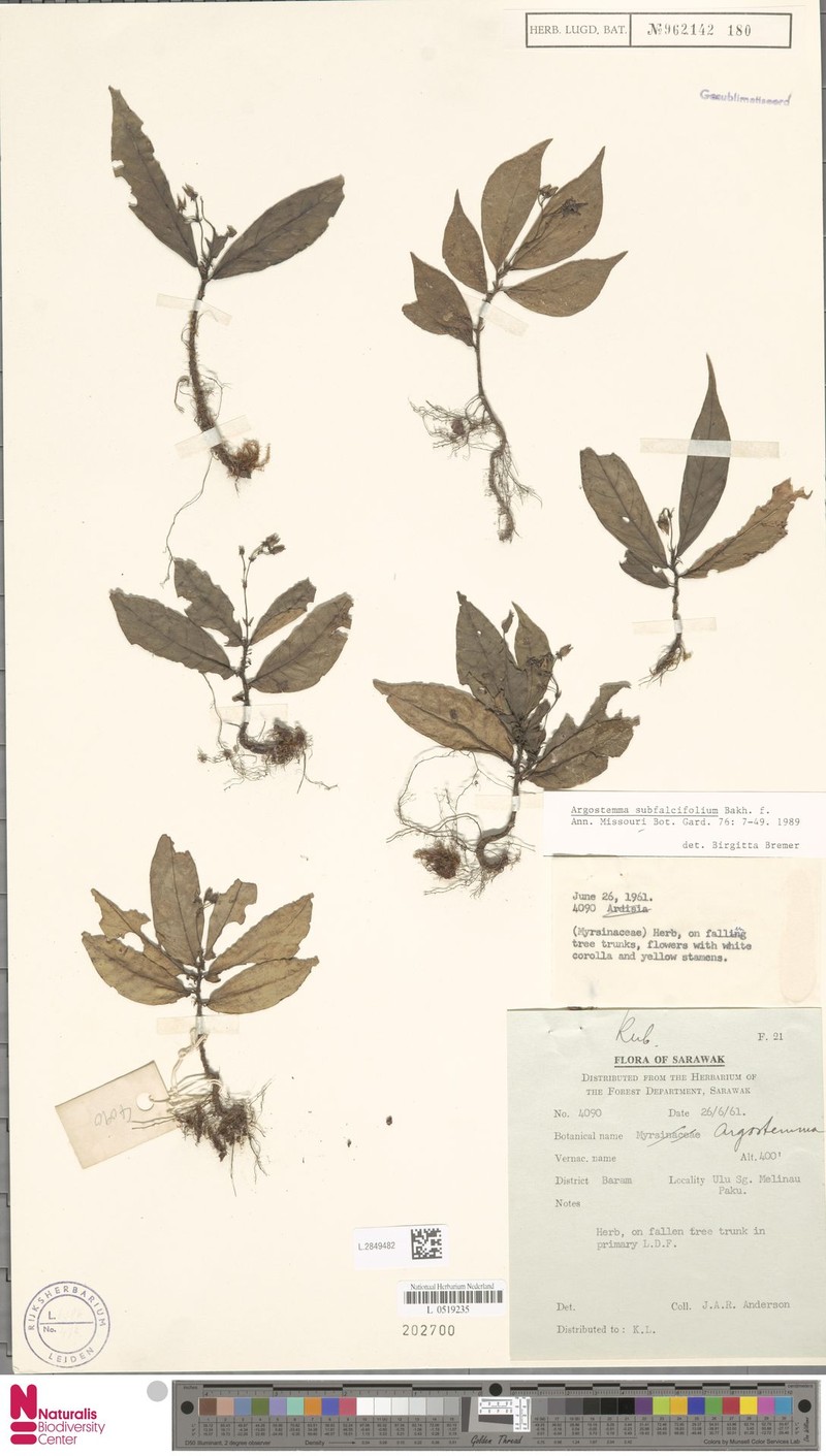 Argostemma subfalcifolium photo 5