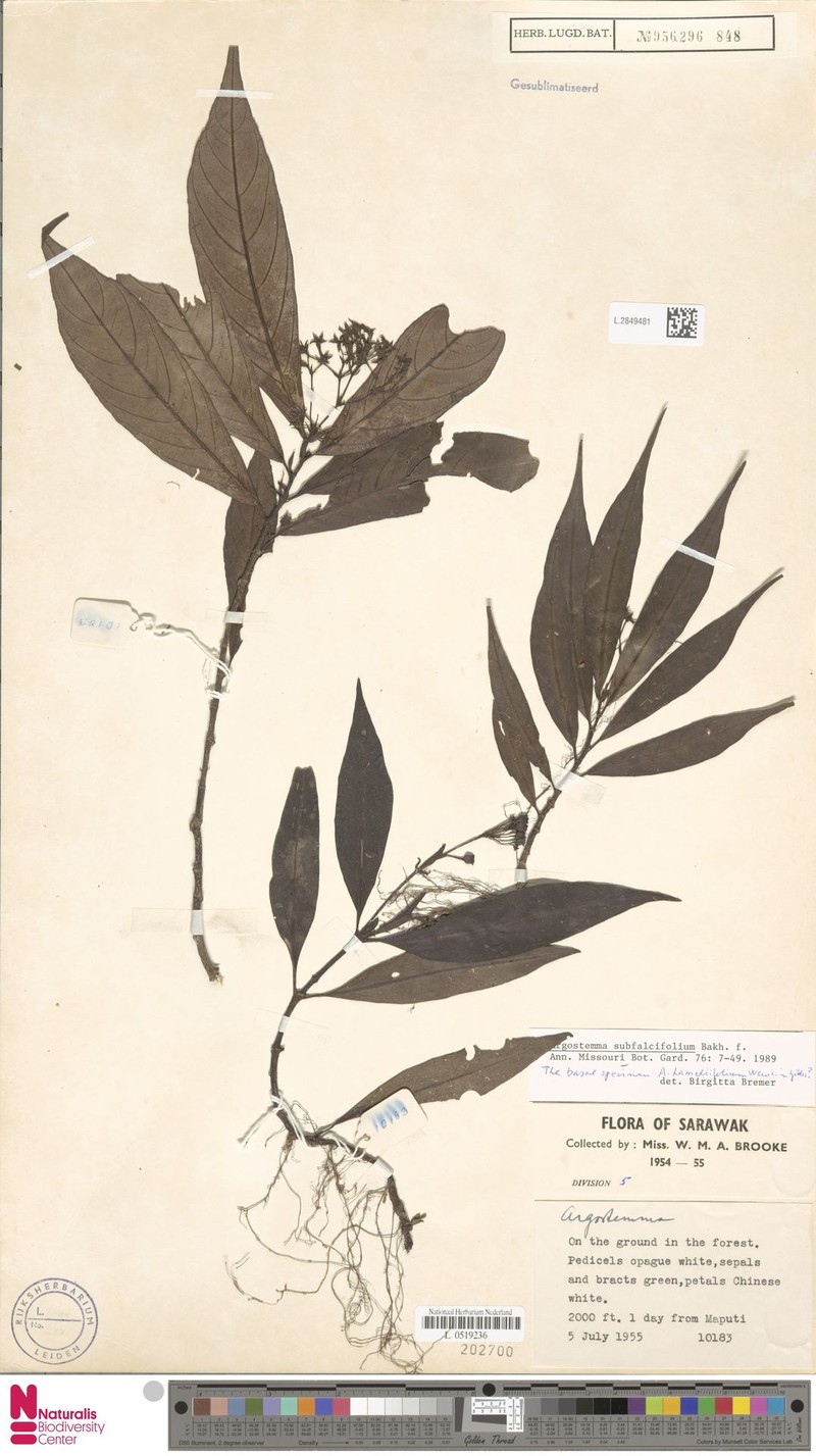 Argostemma subfalcifolium photo 6