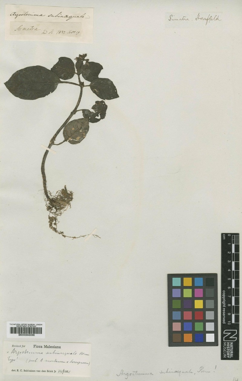 Argostemma subinaequale