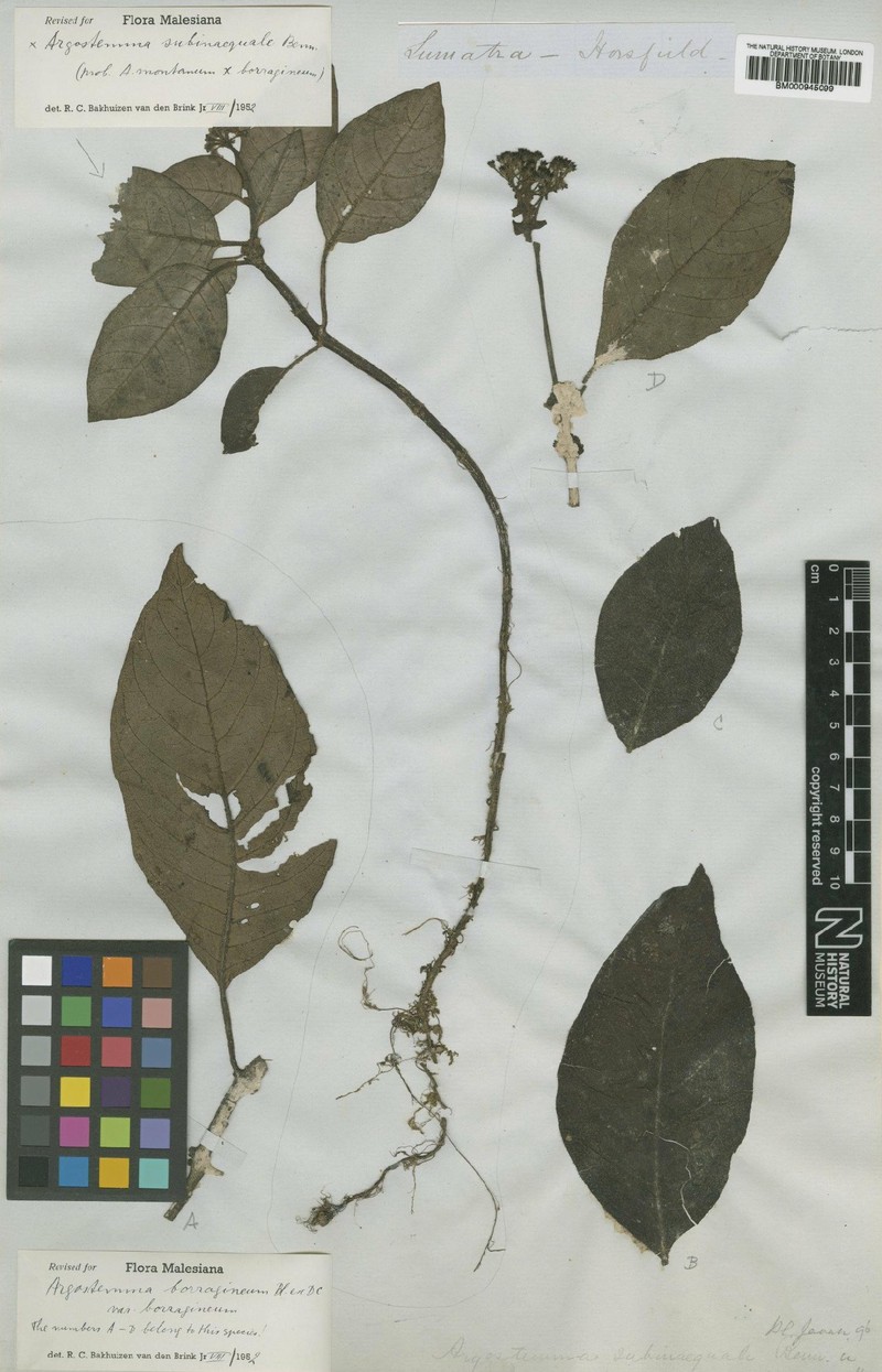Argostemma subinaequale photo 2