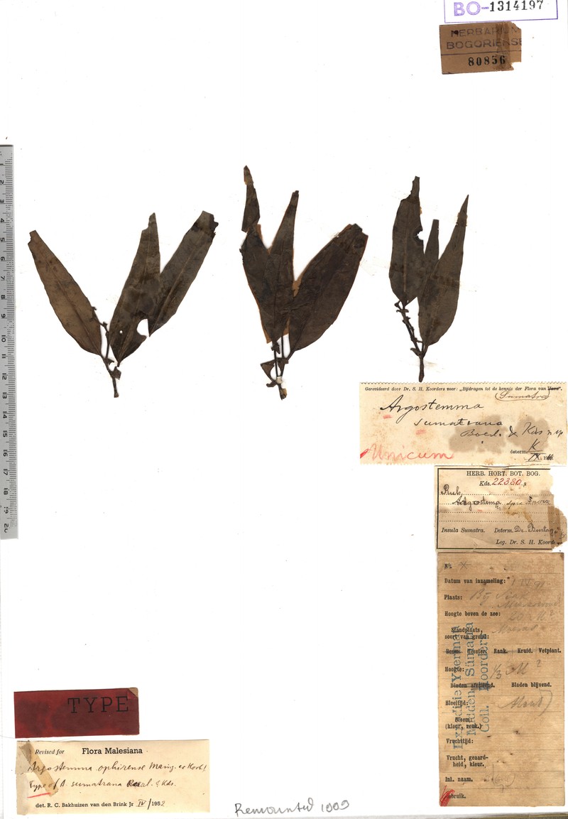 Argostemma sumatranum