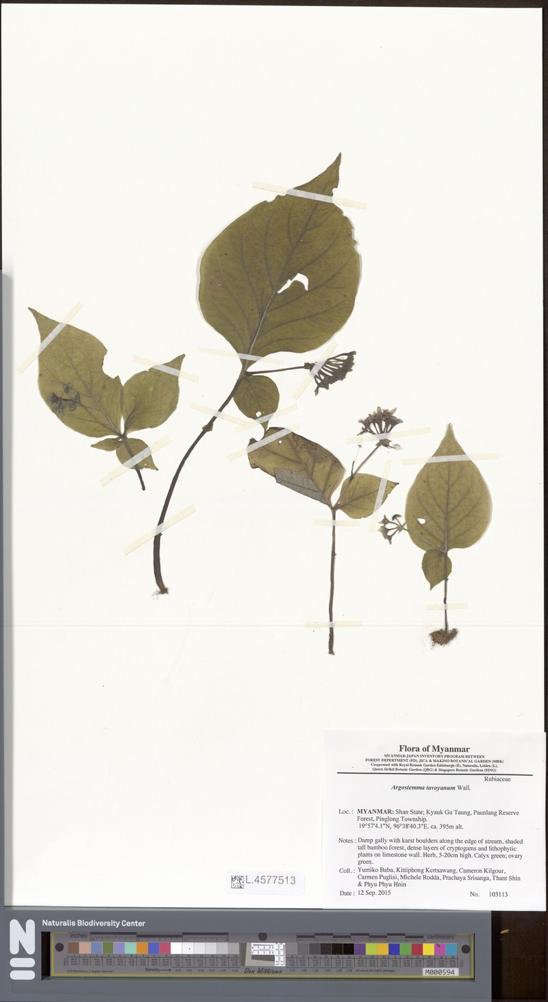 Argostemma tavoyanum