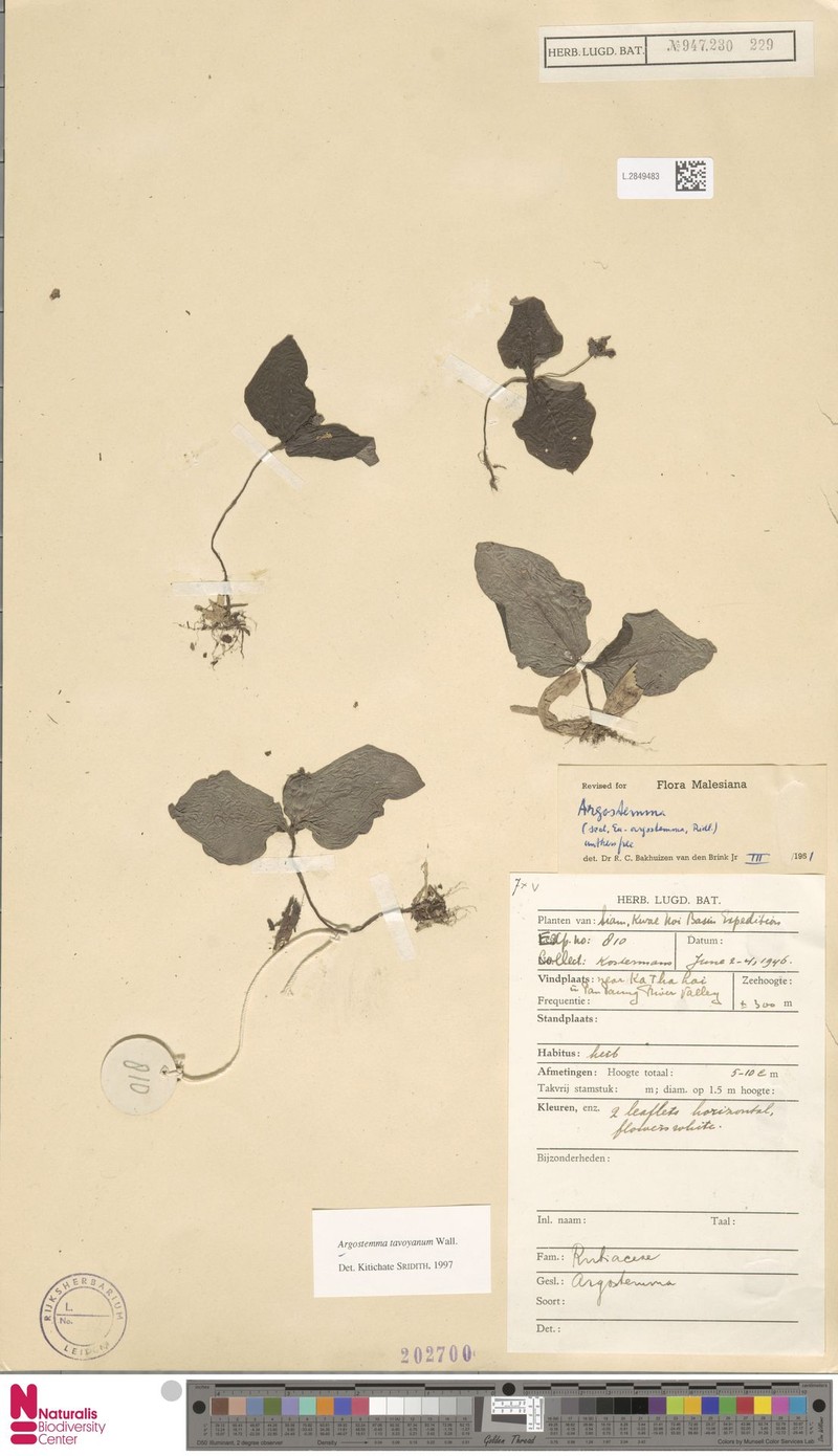 Argostemma tavoyanum photo 2