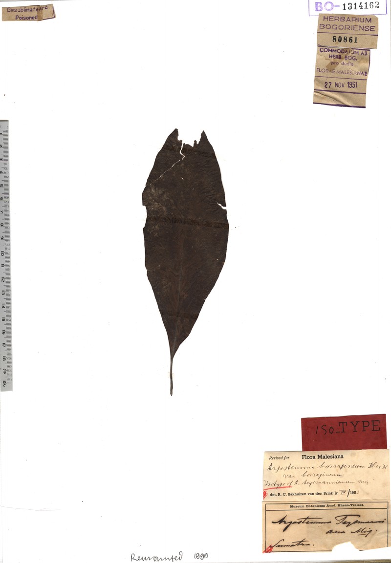 Argostemma teysmannianum