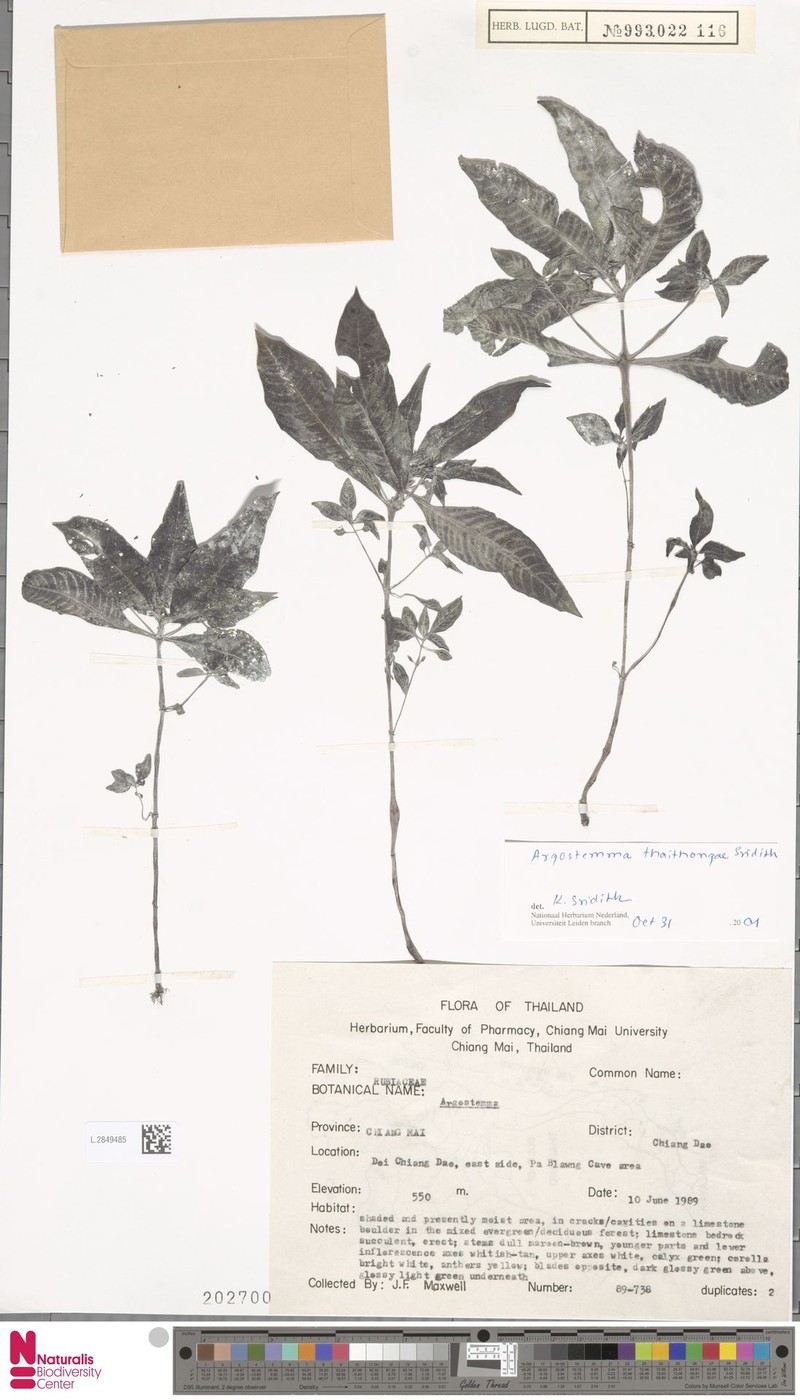 Argostemma thaithongae