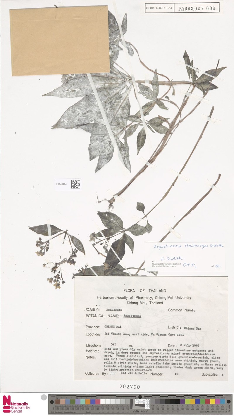Argostemma thaithongae photo 2
