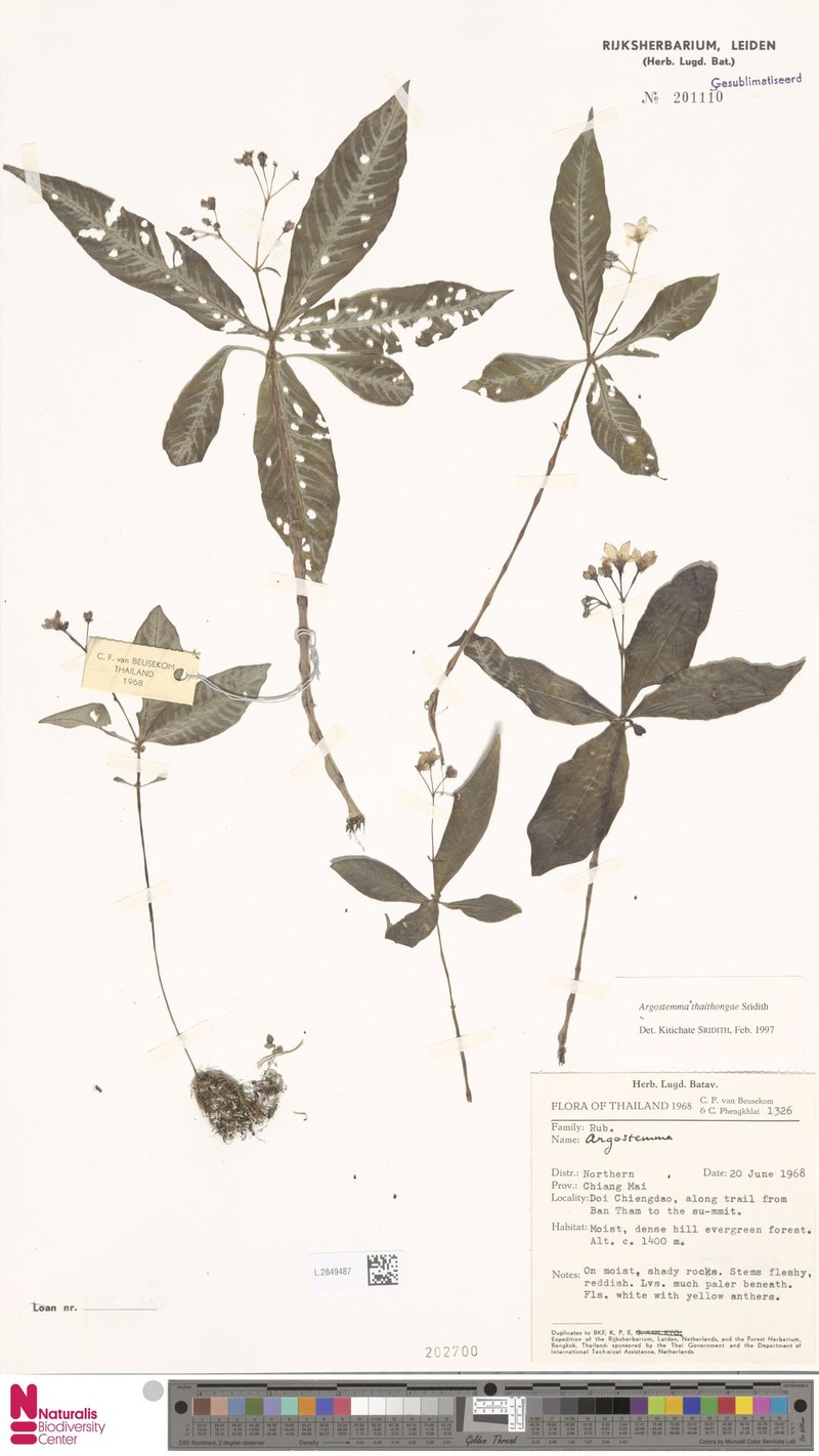 Argostemma thaithongae photo 3