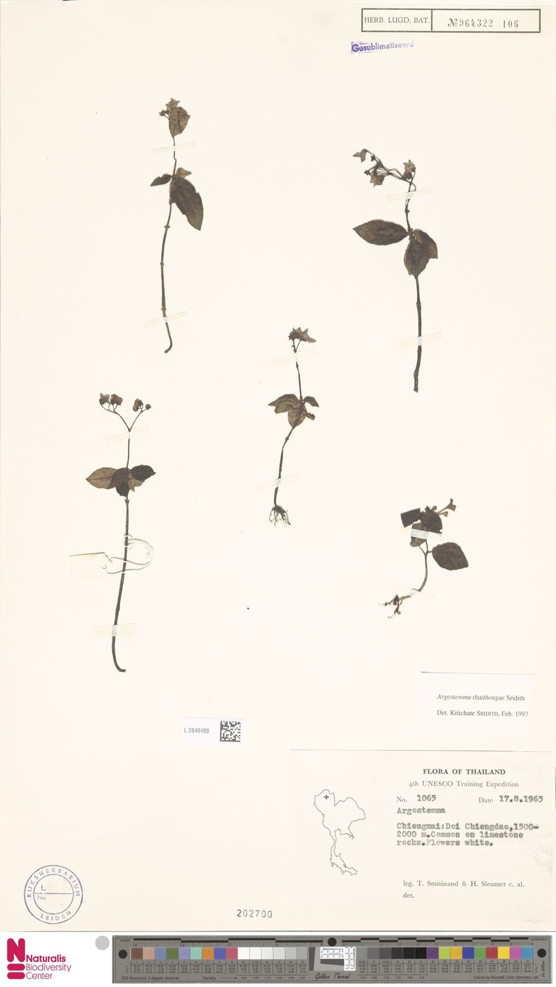 Argostemma thaithongae photo 4