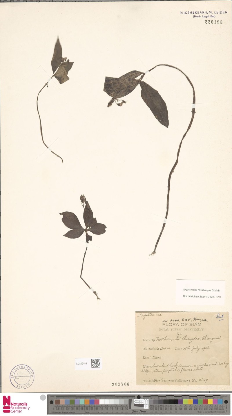 Argostemma thaithongae photo 5