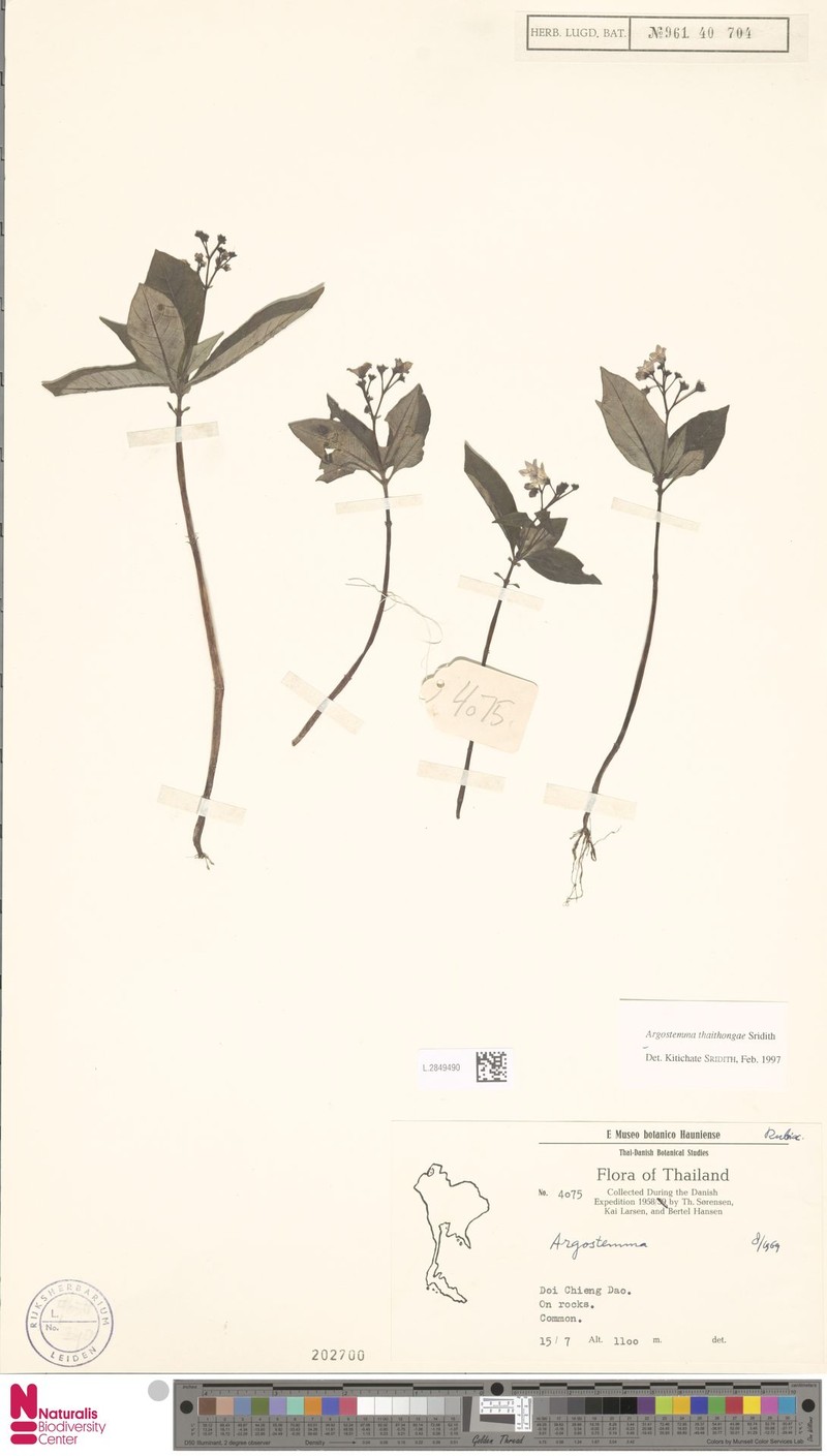 Argostemma thaithongae photo 6