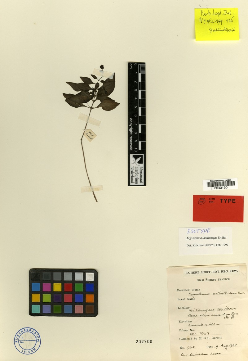 Argostemma thaithongae photo 7