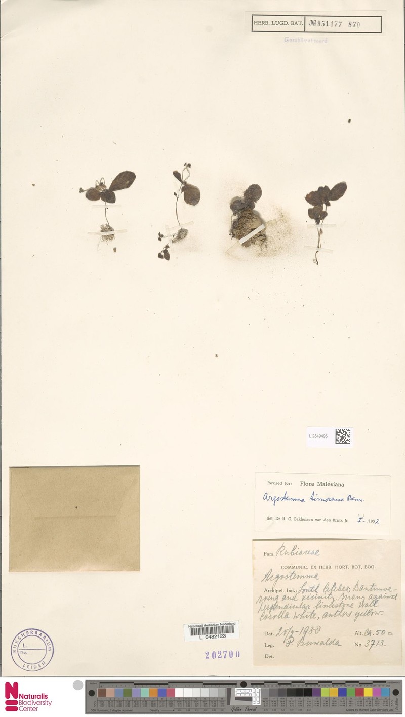 Argostemma timorense