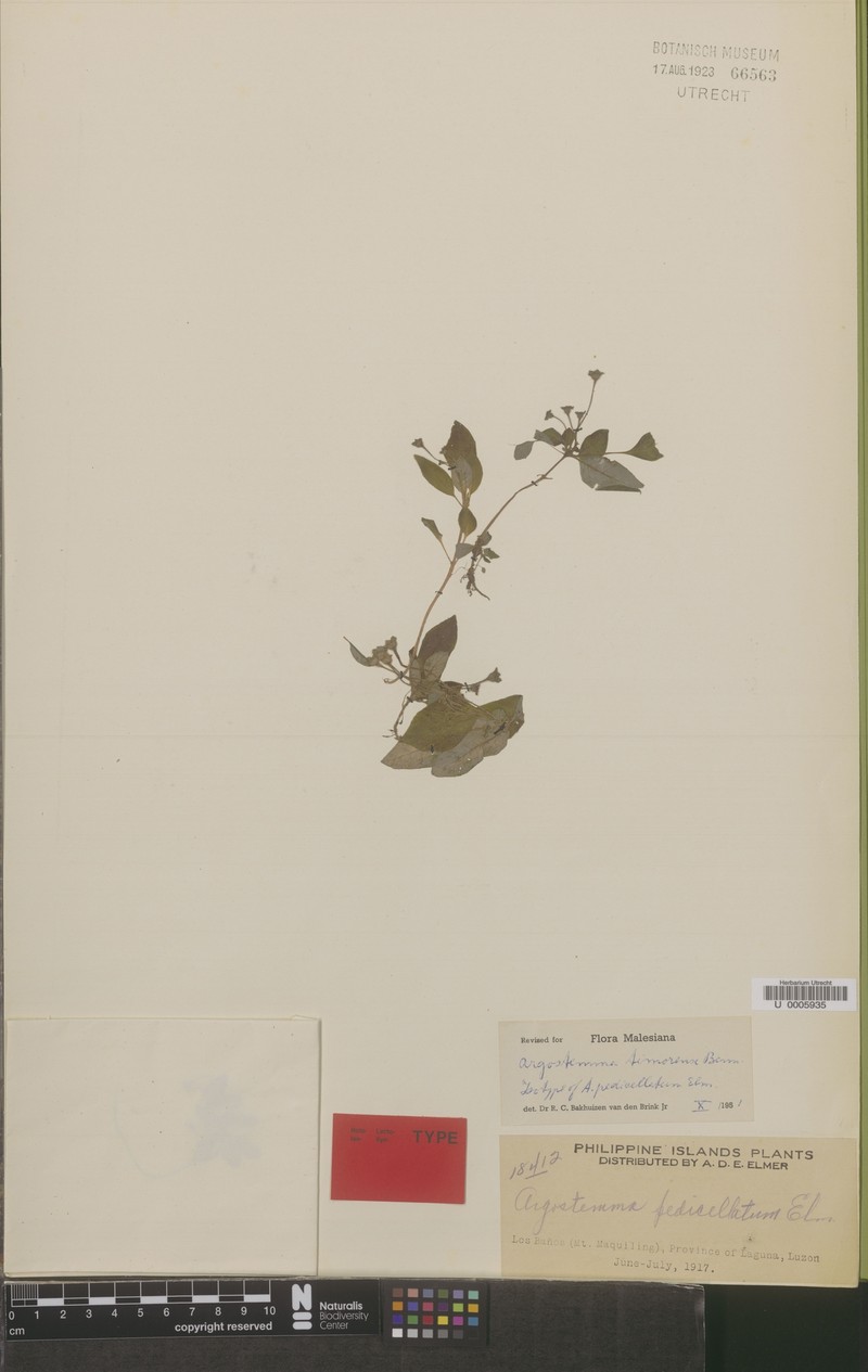 Argostemma timorense photo 4