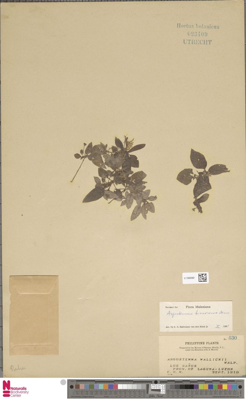 Argostemma timorense photo 5