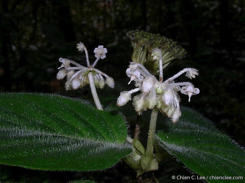Argostemma trichosanthes