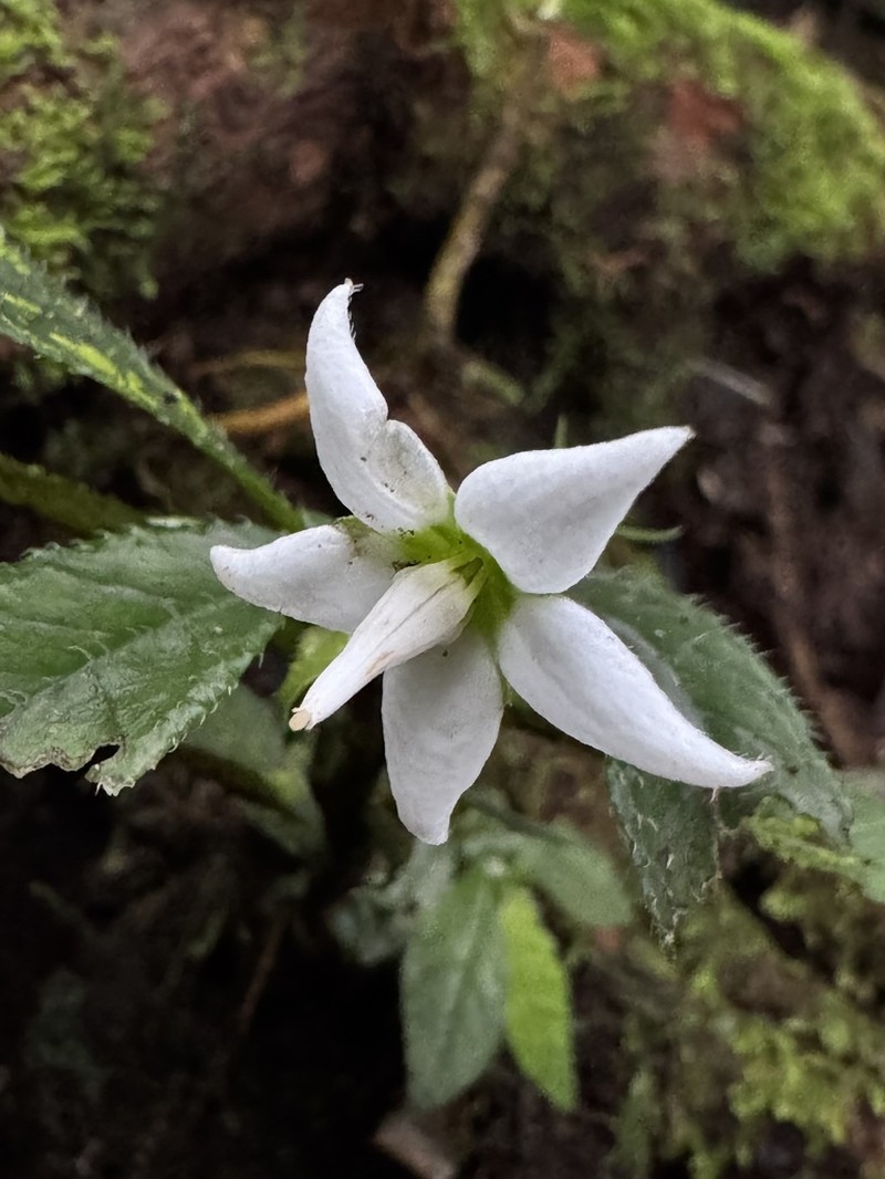 Argostemma uniflorum