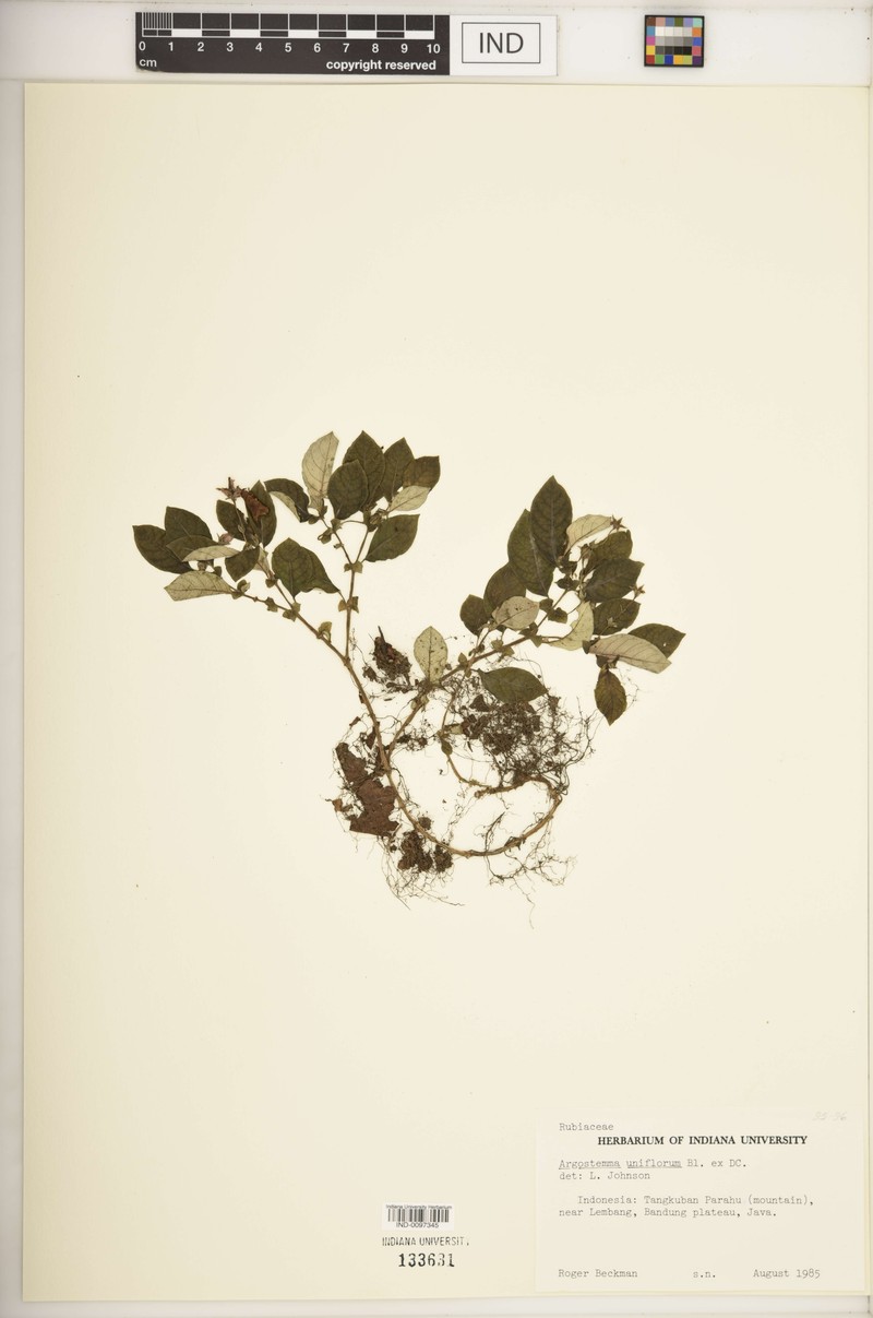 Argostemma uniflorum photo 2