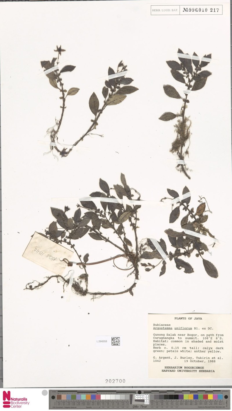 Argostemma uniflorum photo 4