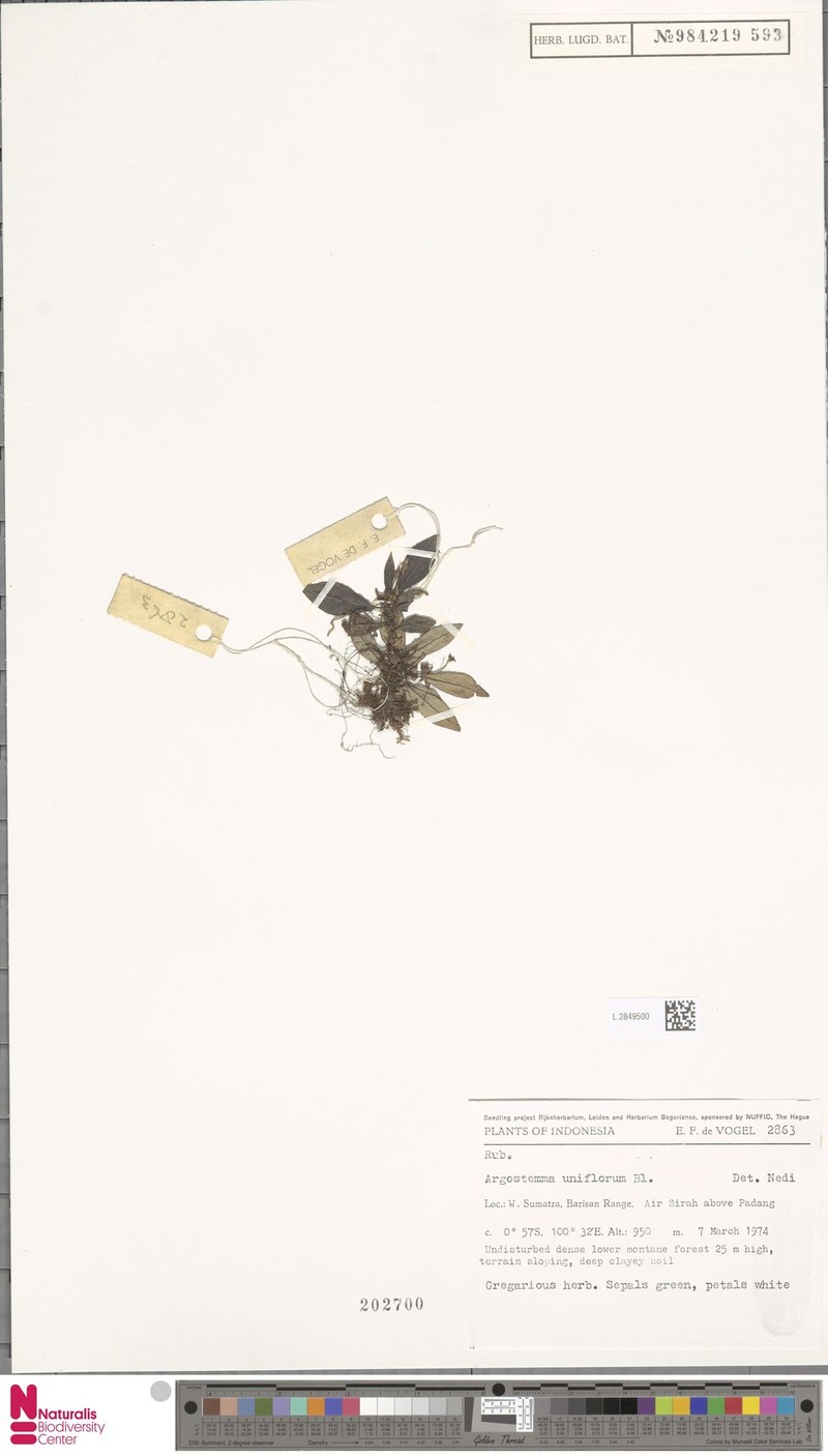 Argostemma uniflorum photo 5