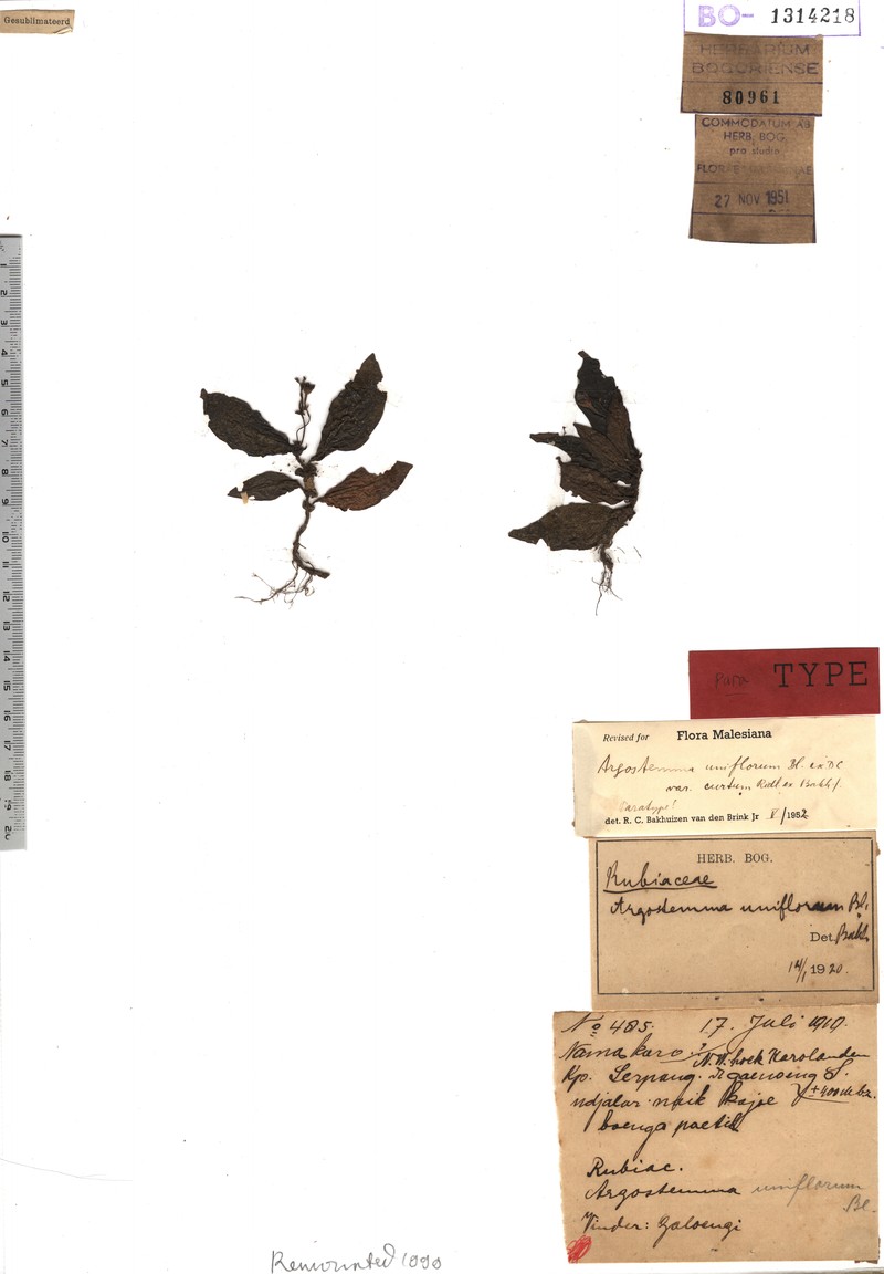 Argostemma uniflorum var. curtum