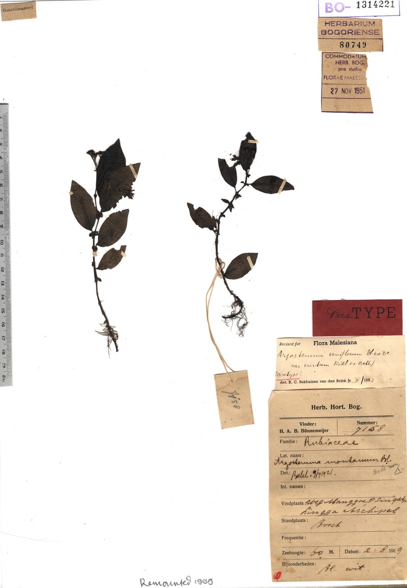 Argostemma uniflorum var. curtum photo 2