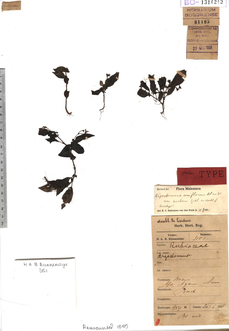 Argostemma uniflorum var. curtum photo 3