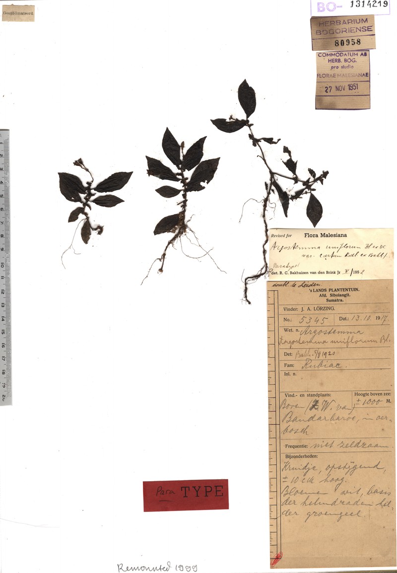 Argostemma uniflorum var. curtum photo 4
