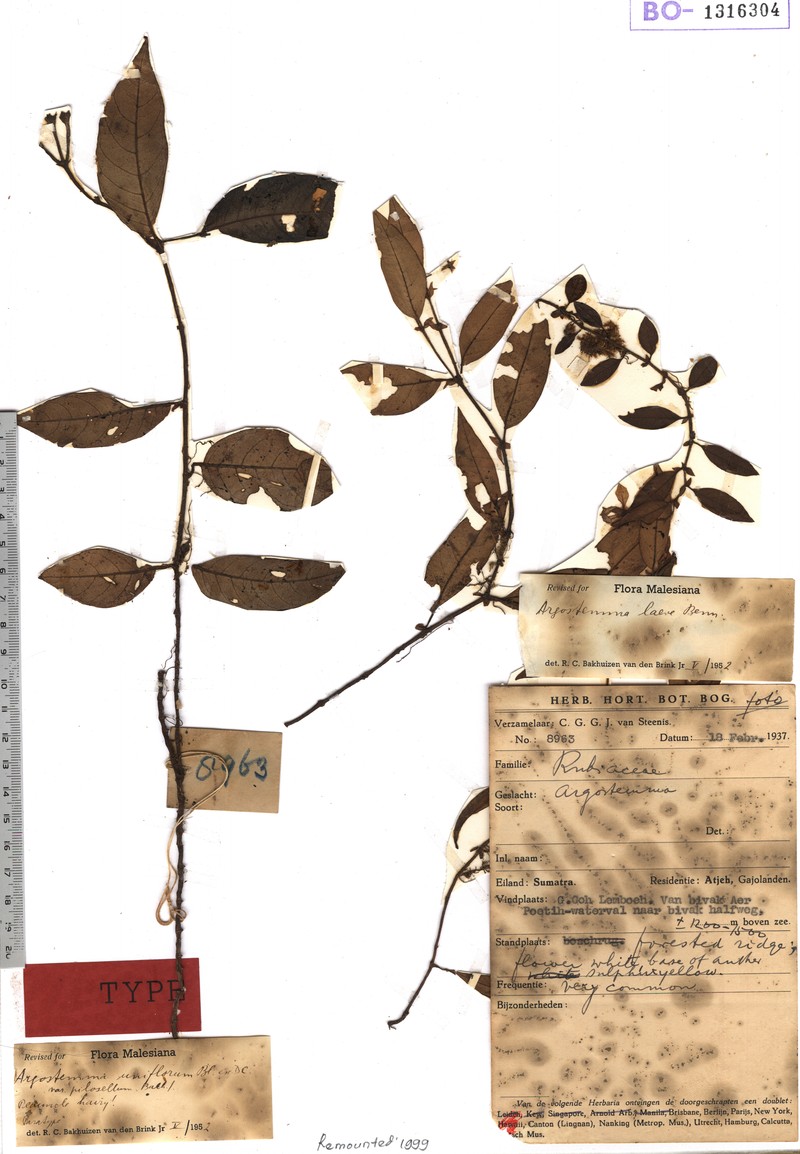 Argostemma uniflorum var. uniflorum