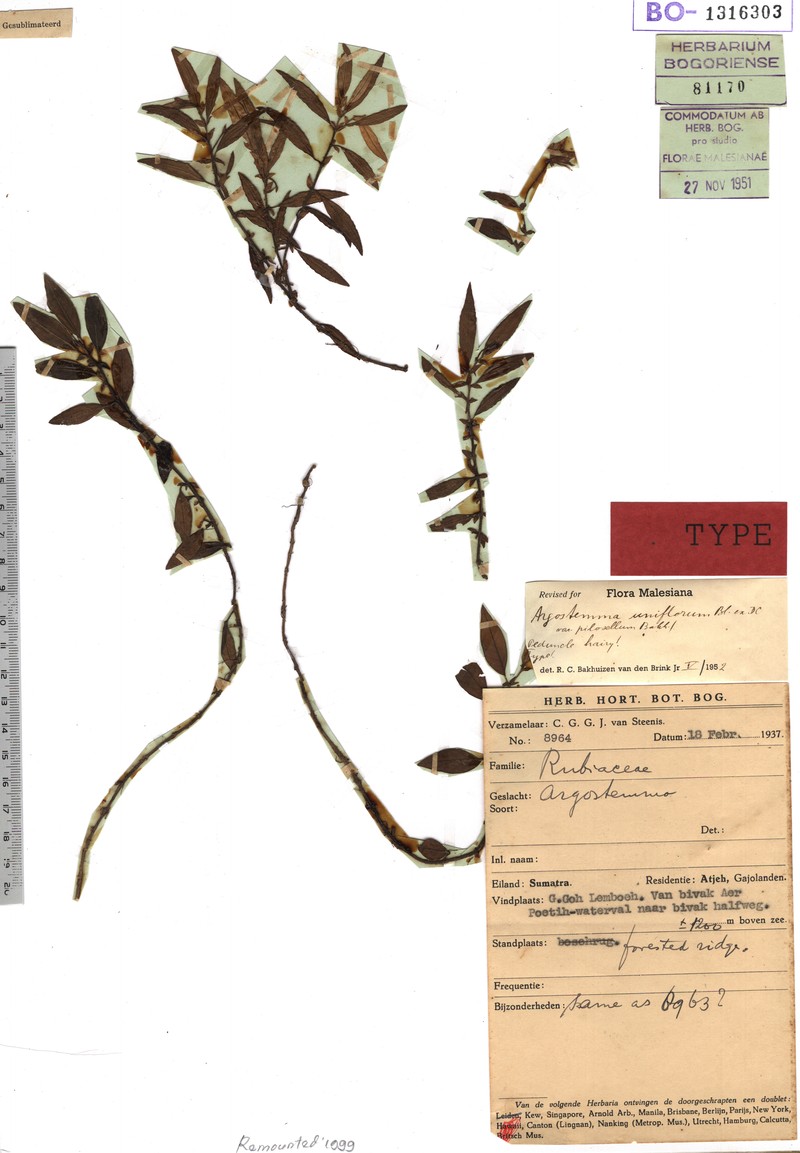 Argostemma uniflorum var. uniflorum photo 2