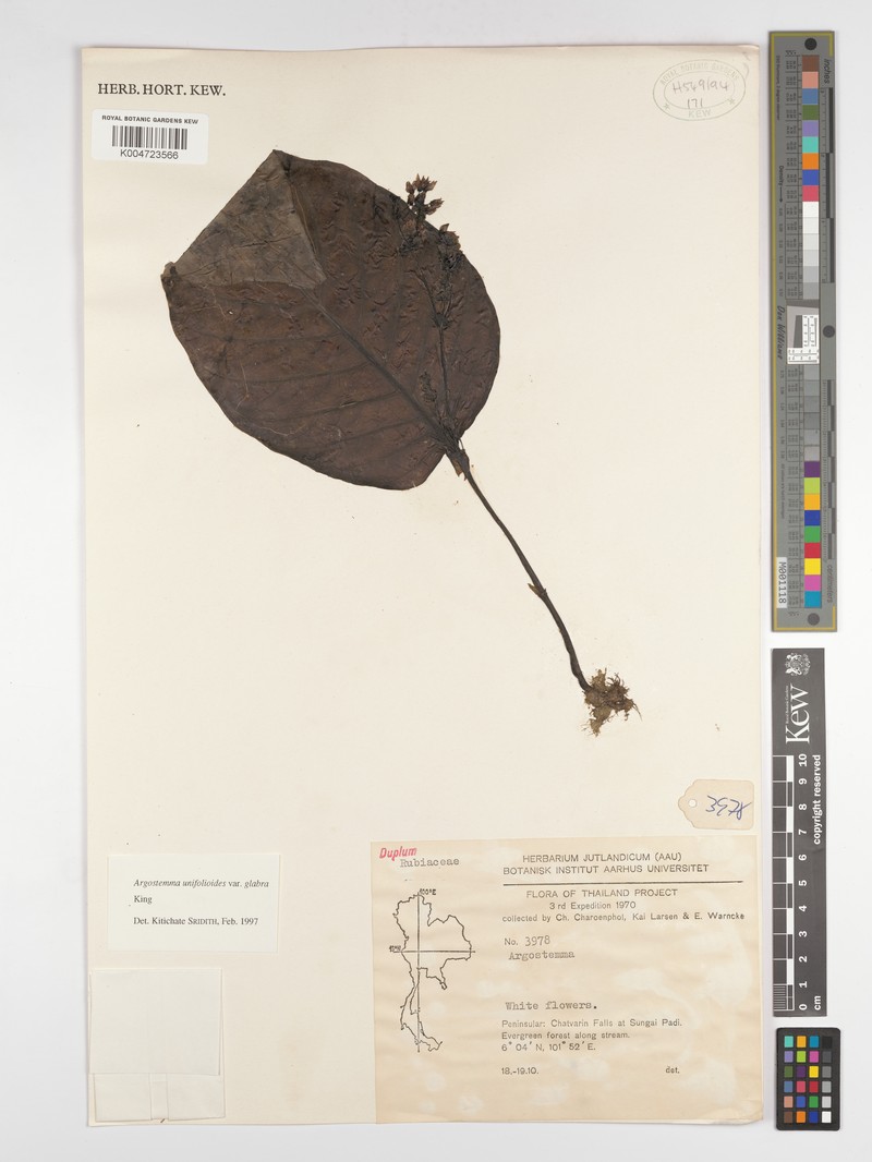 Argostemma unifolioloides