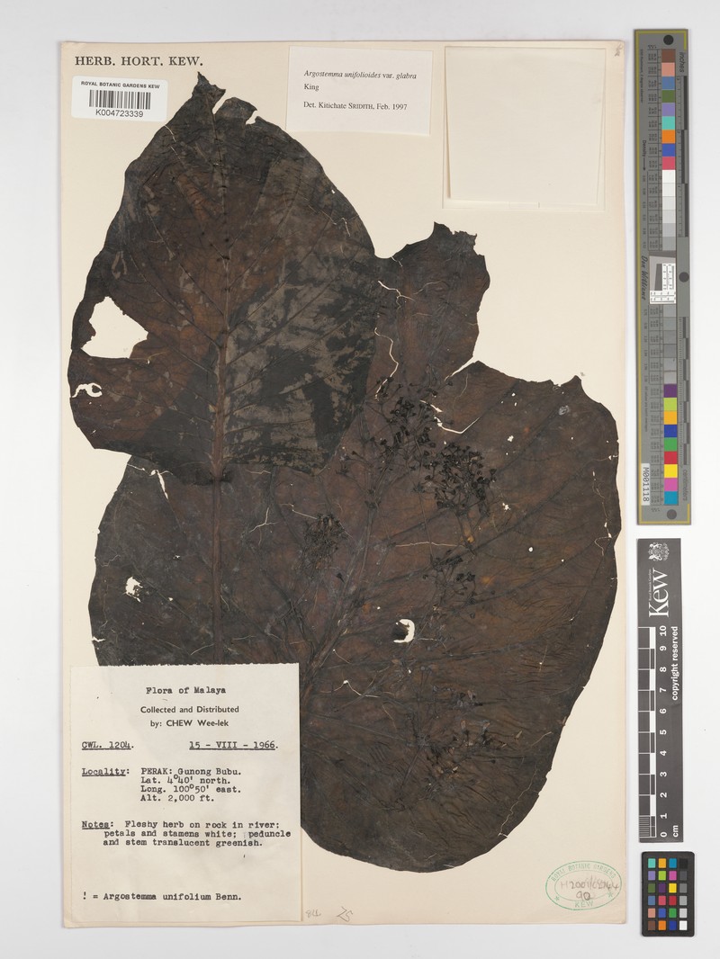 Argostemma unifolioloides photo 2