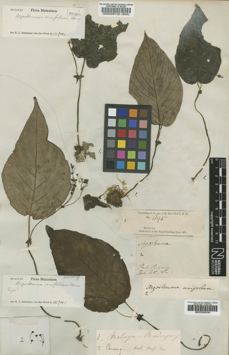 Argostemma unifolium
