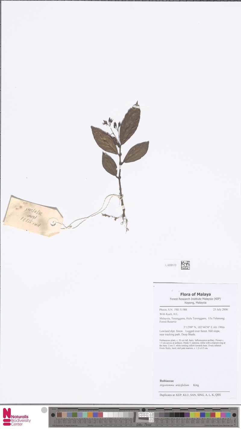 Argostemma urticifolium